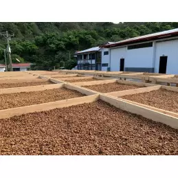 Costa Rica - Black Honey Aserri - café en grain | 250g