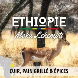 Éthiopie - Moka Lekempti - café en grain | Cuir, Pain grillé & Épices