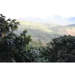Nicaragua - Nueva Segovia Maragogype - café en grain | 250g